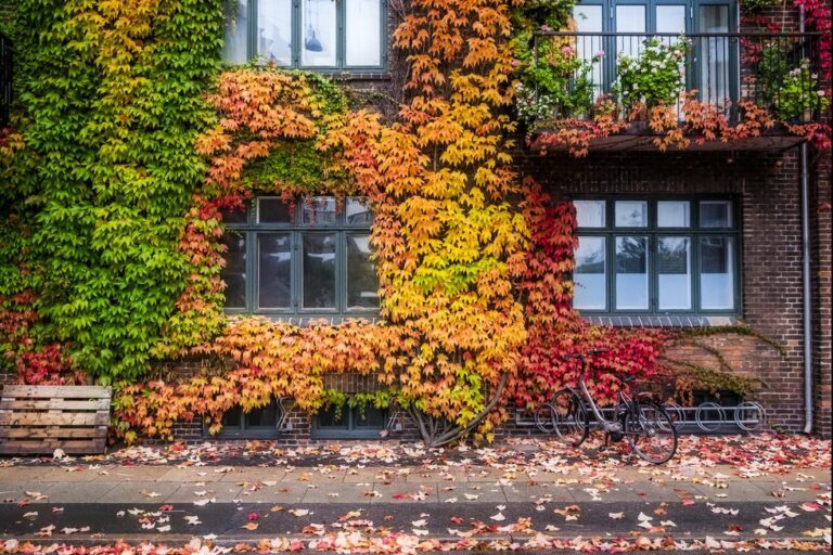 building with autumn leaves and colours